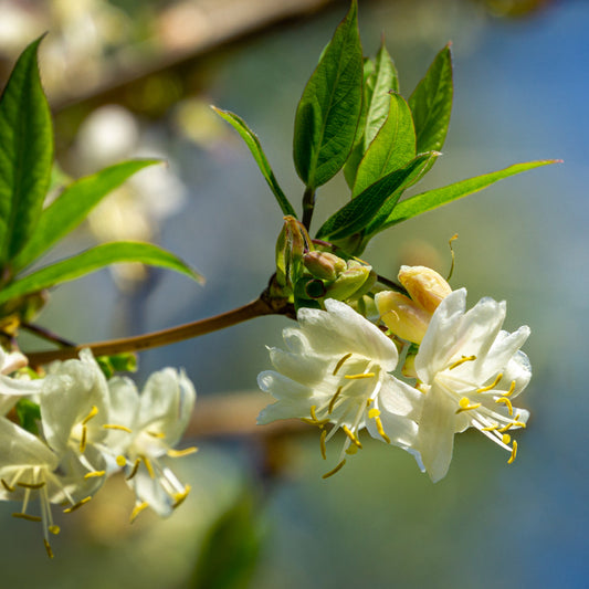 Duftheckenkirsche - Bakker