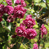 Waldrebe Purpurea plena elegans - Bakker