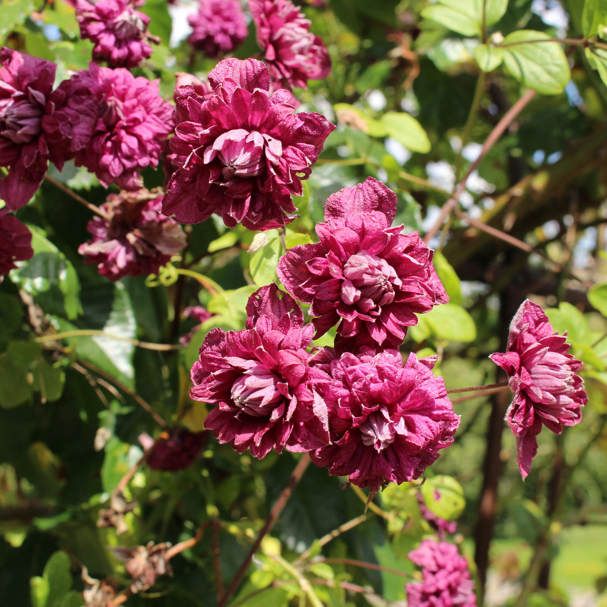 Waldrebe Purpurea plena elegans - Bakker