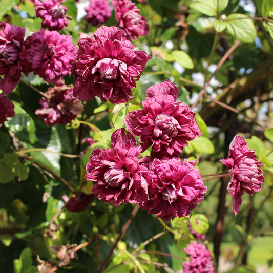 Waldrebe Purpurea plena elegans