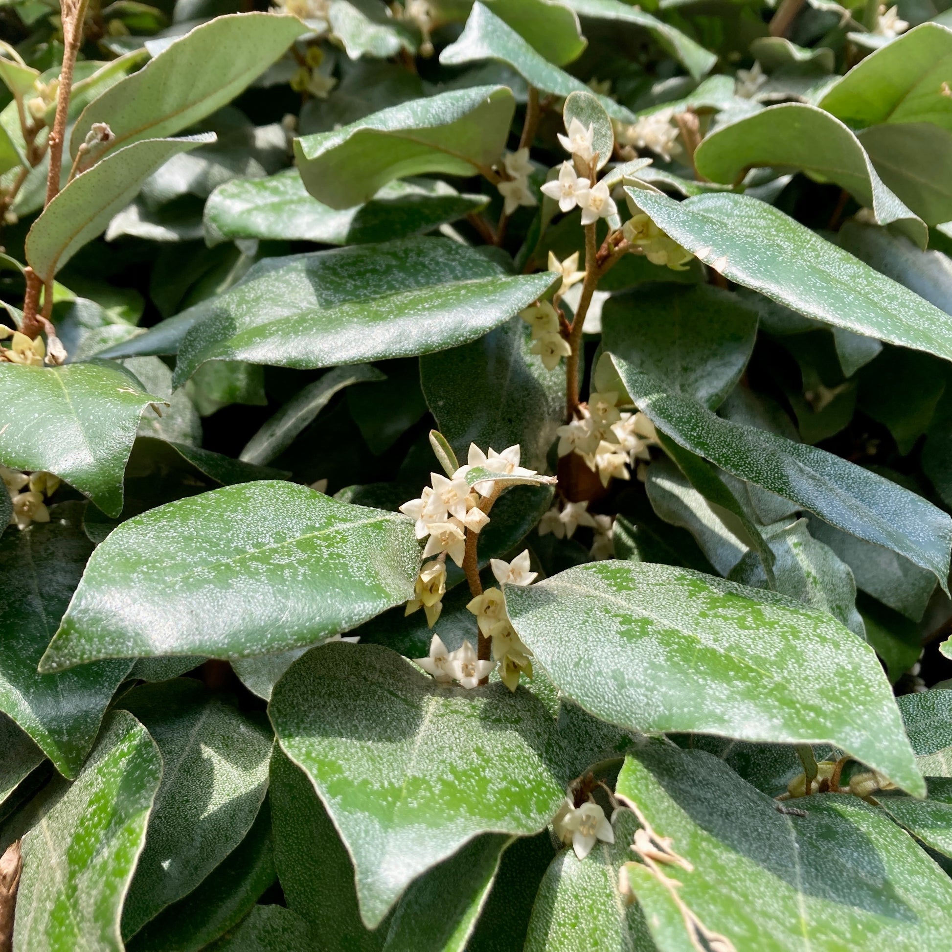 Wintergrüne Ölweide - Eleagnus ebbingei - Gartenpflanzen