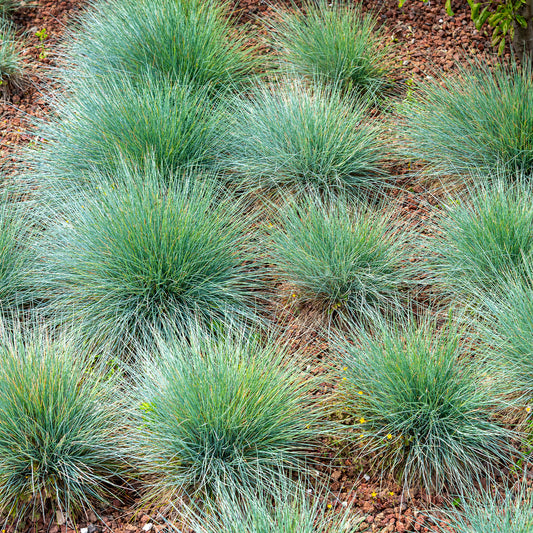 Blauschwingel - Festuca glauca - Gartenpflanzen