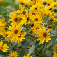 Stauden - Sommerblumenbeet - Fläche ca. 2 m² - Acanthus mollis, Heliopsis scabra, Aconitum napellus, Phlox paniculata, Hemrocallis Samy Russel,  Lychnis viscaria, Anaphalis triplinervis, Campanula carpatica
