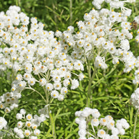 Sommerblumenbeet - Fläche ca. 2 m² - Stauden - Bakker