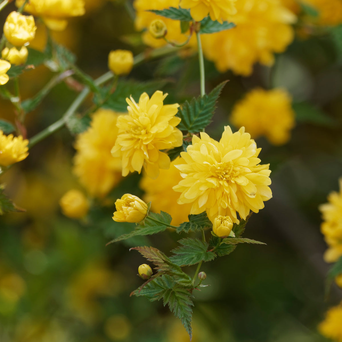 Verkauf Gefüllter Ranunkelstrauch Pleniflora - Kerria japonica pleniflora