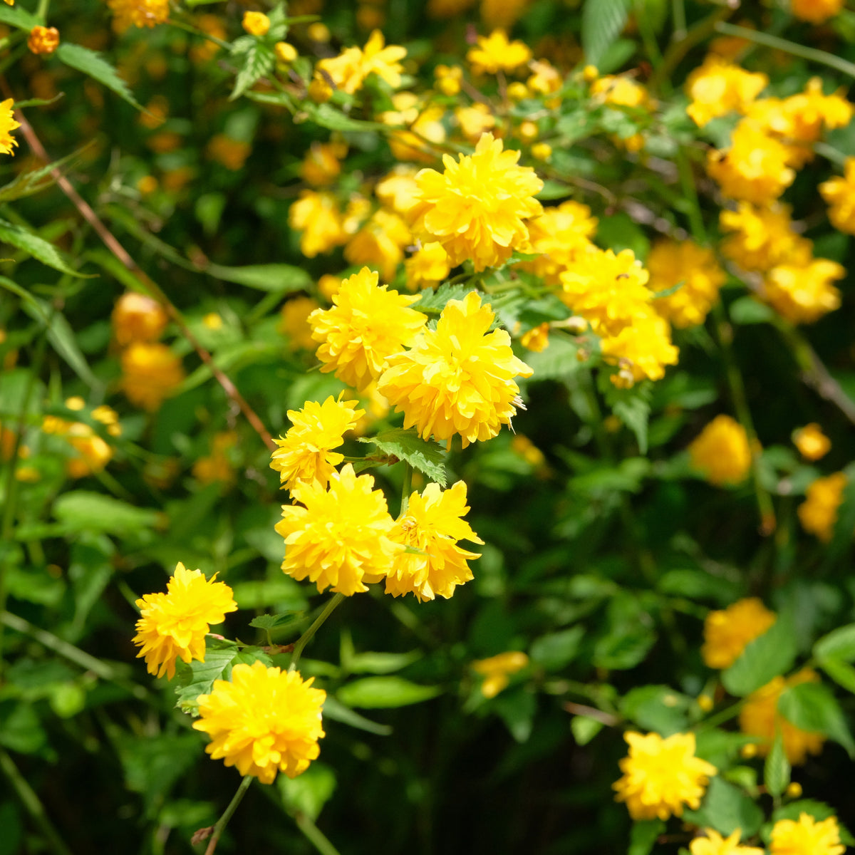 Gefüllter Ranunkelstrauch Pleniflora - Bakker