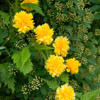 Blühende Sträucher - Gefüllter Ranunkelstrauch Pleniflora - Kerria japonica pleniflora