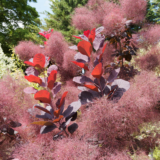 Perückenstrauch Royal Purple - Cotinus coggygria royal purple - Gartenpflanzen