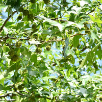 Verkauf Amerikanische Amberbaum - Liquidambar - Amberbaum