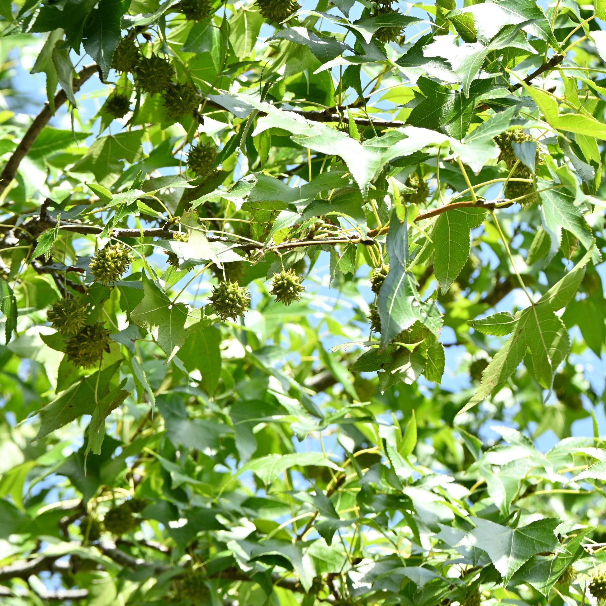 Verkauf Amerikanische Amberbaum - Liquidambar - Amberbaum