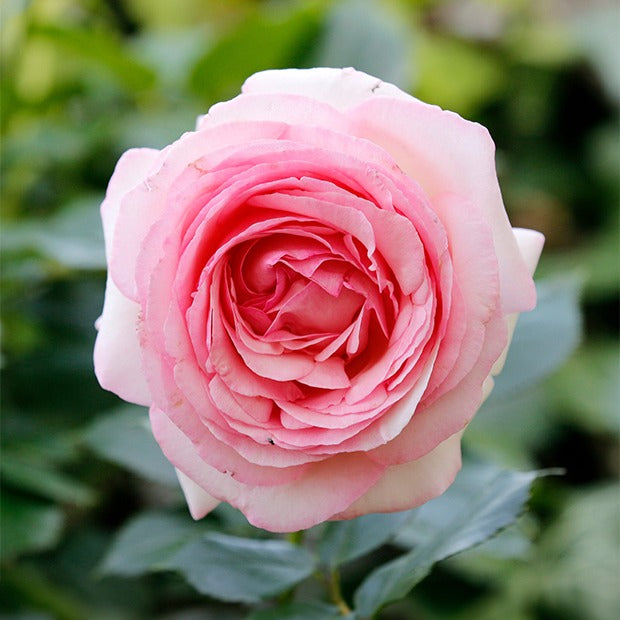 Englische Rose Her's Ausgreen ® - Rosa her's ausgreen ® (ausblush)