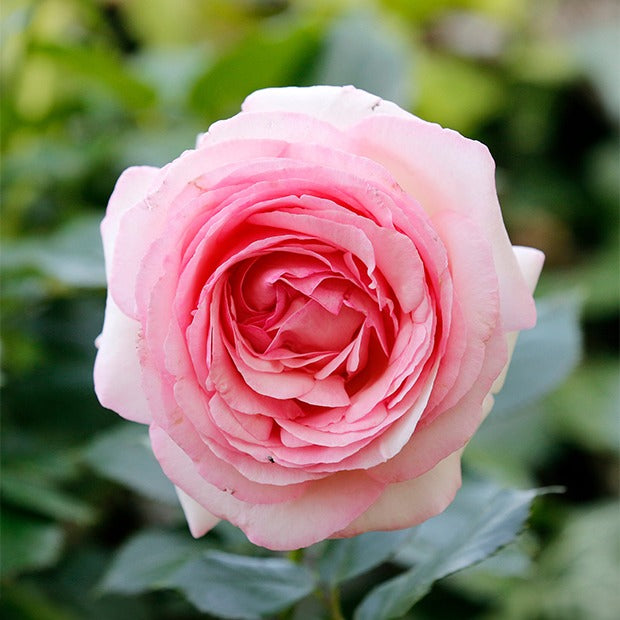 Englische Rosen (Her's Ausgreen ®, Ausgreen's Winner ®) (x2) - Rosa 'her's ausgreen' ® (ausblush), 'ausgreen's wi - Gartenpflanzen