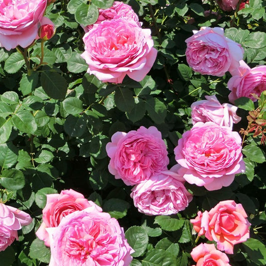 Englische Rose Her's Ausgreen ® - Rosa her's ausgreen ® (ausblush) - Rosen