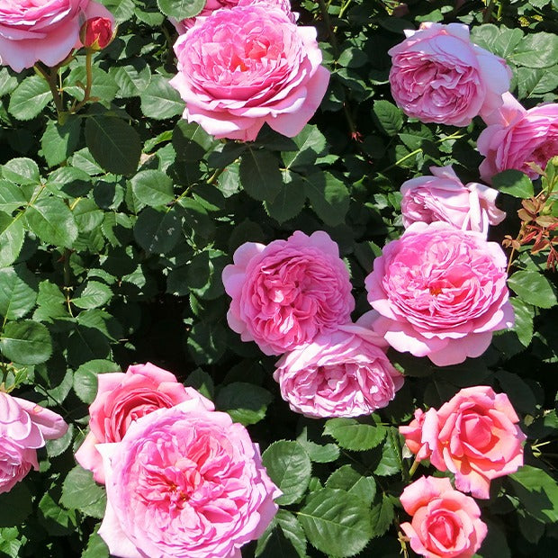 Englische Rosen (Her's Ausgreen ®, Ausgreen's Winner ®) (x2) - Rosa 'her's ausgreen' ® (ausblush), 'ausgreen's wi - Gartenpflanzen