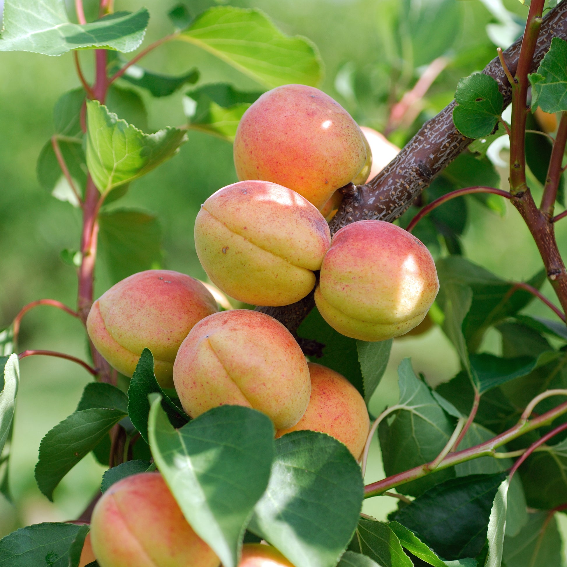Aprikosenbaum Bergeron - Prunus armeniaca Bergeron