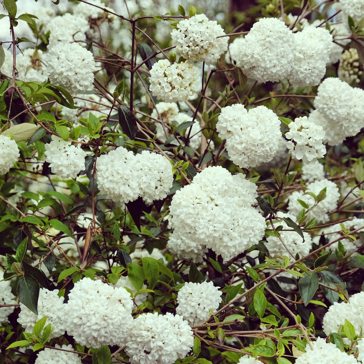 Sträucher - Schneeball Eskimo auf Stamm - Viburnum eskimo