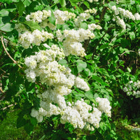 Doppelter weißer Flieder - Syringa vulgaris Madame Lemoine - Bakker