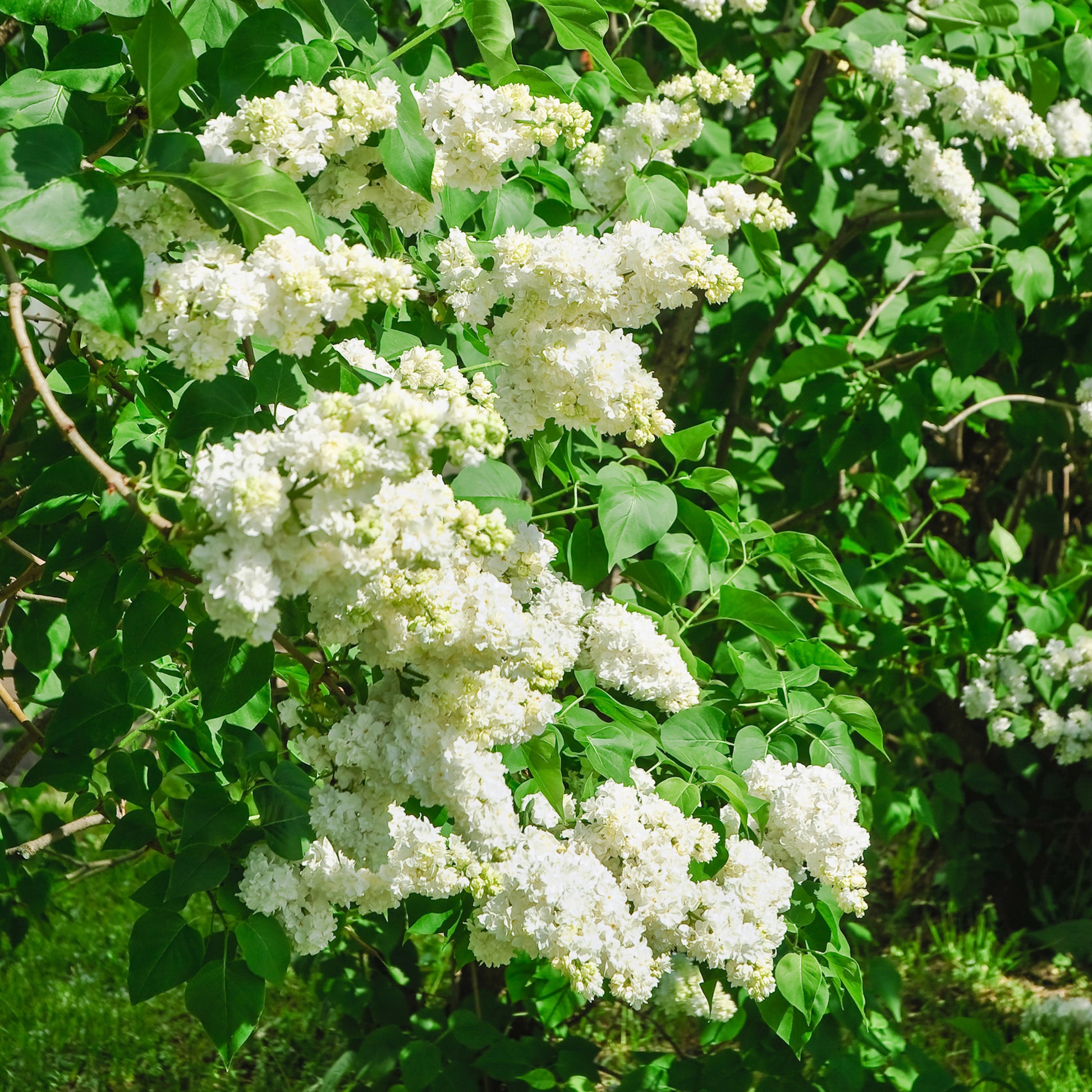 Doppelter weißer Flieder - Syringa vulgaris Mme Lemoine - Sträucher und Stauden