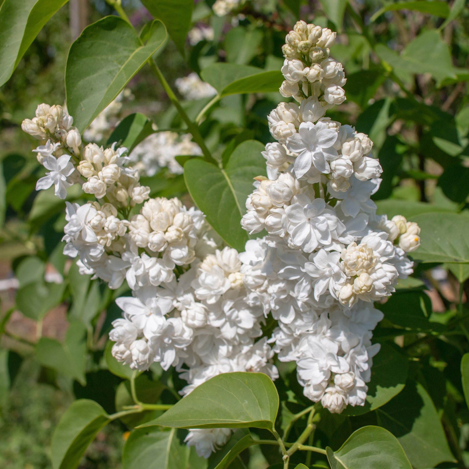 Doppelter weißer Flieder - Syringa vulgaris Mme Lemoine - Sträucher und Stauden