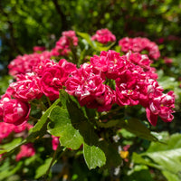 Balkonblumen - Weissdorn - Crataegus laevigata paul's scarlet