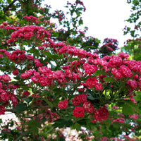 Crataegus laevigata paul's scarlet - Weissdorn - Balkonblumen