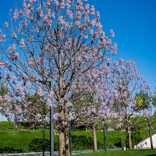 Blauglockenbaum - Paulownia tomentosa - Gartenpflanzen