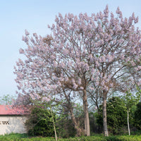 Paulownia tomentosa - Blauglockenbaum - Paulownia - Blauglockenbaum