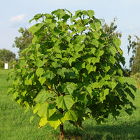 Verkauf Blauglockenbaum