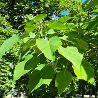 Blauglockenbaum - Paulownia - Blauglockenbaum - Bakker