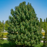 Verkauf Blauglockenbaum - Paulownia tomentosa