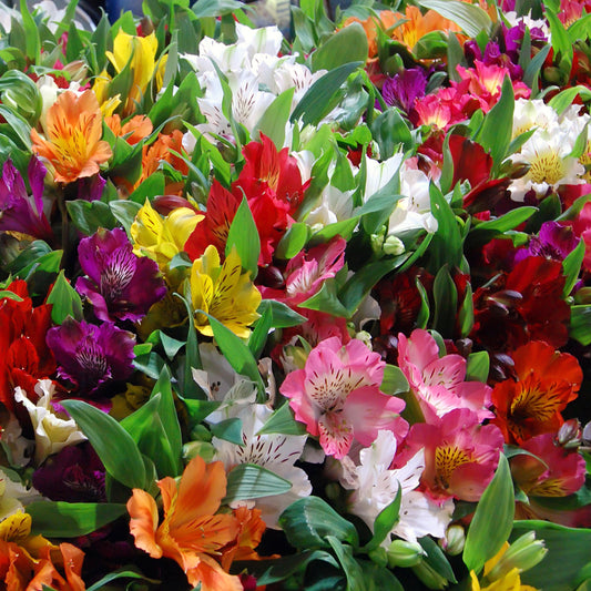 Inkalilien Mischung (x3) - Bakker