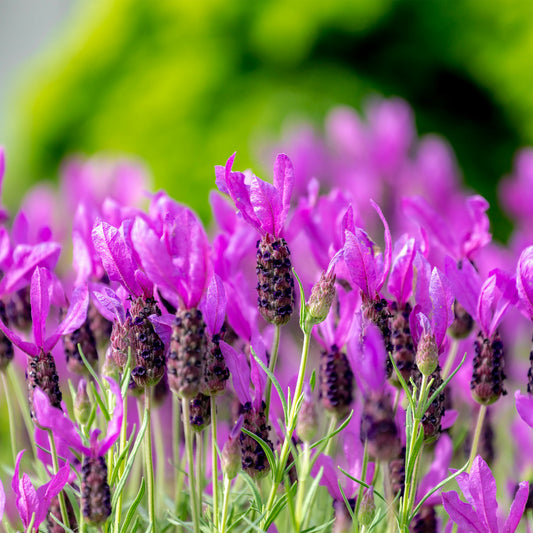 Lavendel The Princess ® Lavender - Lavandula stoechas the princess ® lavender 'ib910- - Gartenpflanzen