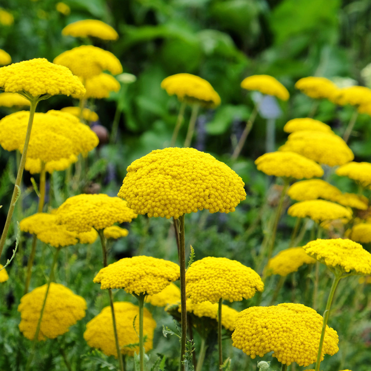 Achillea filipendula, Sidalcea Rosanna, Aconitum arendsii, Astilbe, Lencanthemum superbum Silver Princess, Alchemilla Mollis, Gaillarda Kobold, Dianthus plumarius Fortuna - Pflegeleichtes Staudenbeet - Fläche ca. 1,5 m² - Stauden