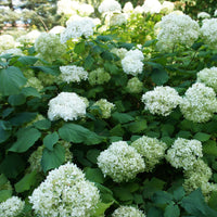 Hortensien-Kollektion für blühende Beete und Hecken. (x3) - Hydrangea macrophylla - Bakker