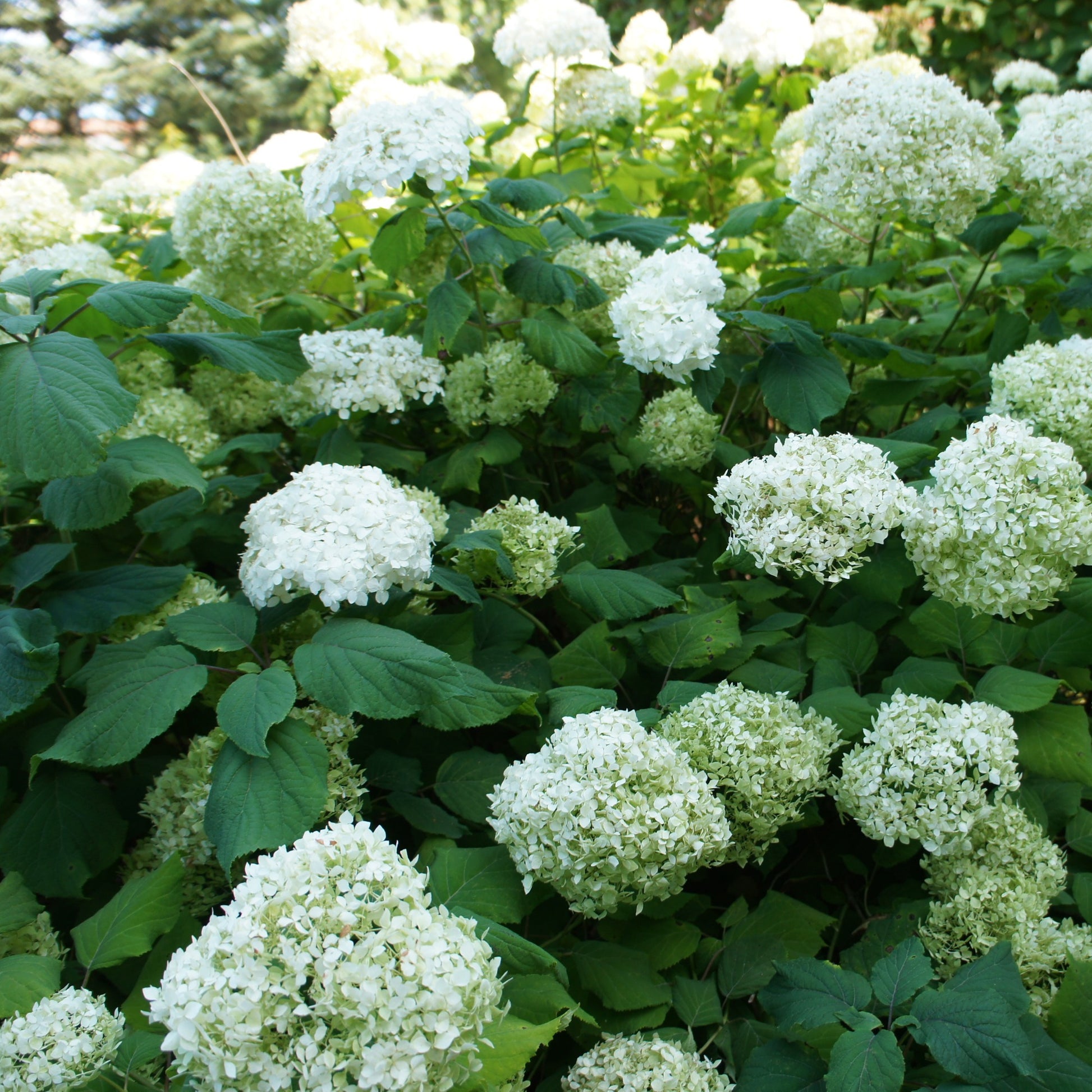 Hortensien-Kollektion für blühende Beete und Hecken. (x3) - Hydrangea macrophylla