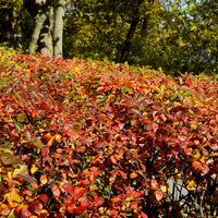 Hecken-Zwergmispel - Cotoneaster lucidus - Bakker