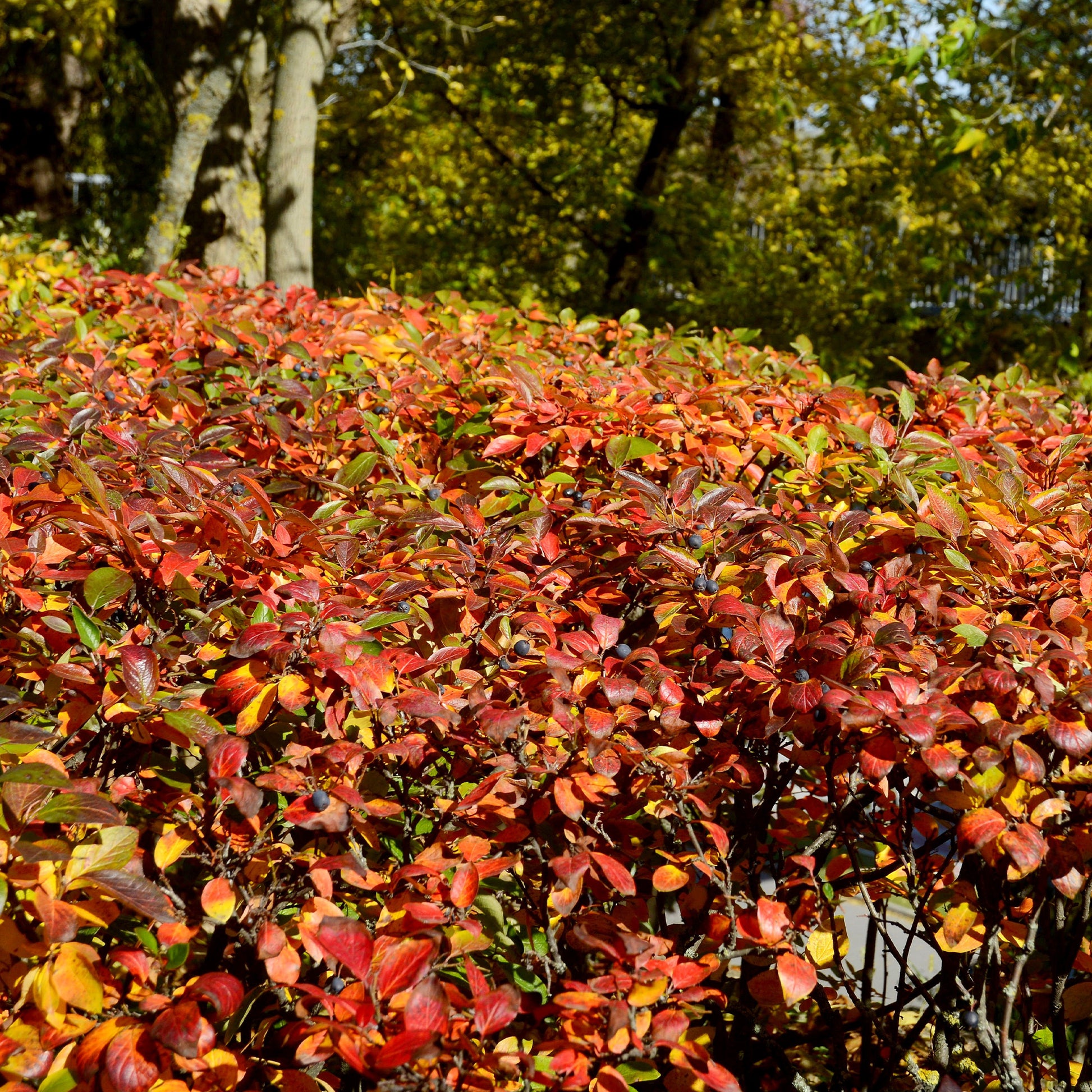 Hecken-Zwergmispel - Cotoneaster lucidus - Gartenpflanzen