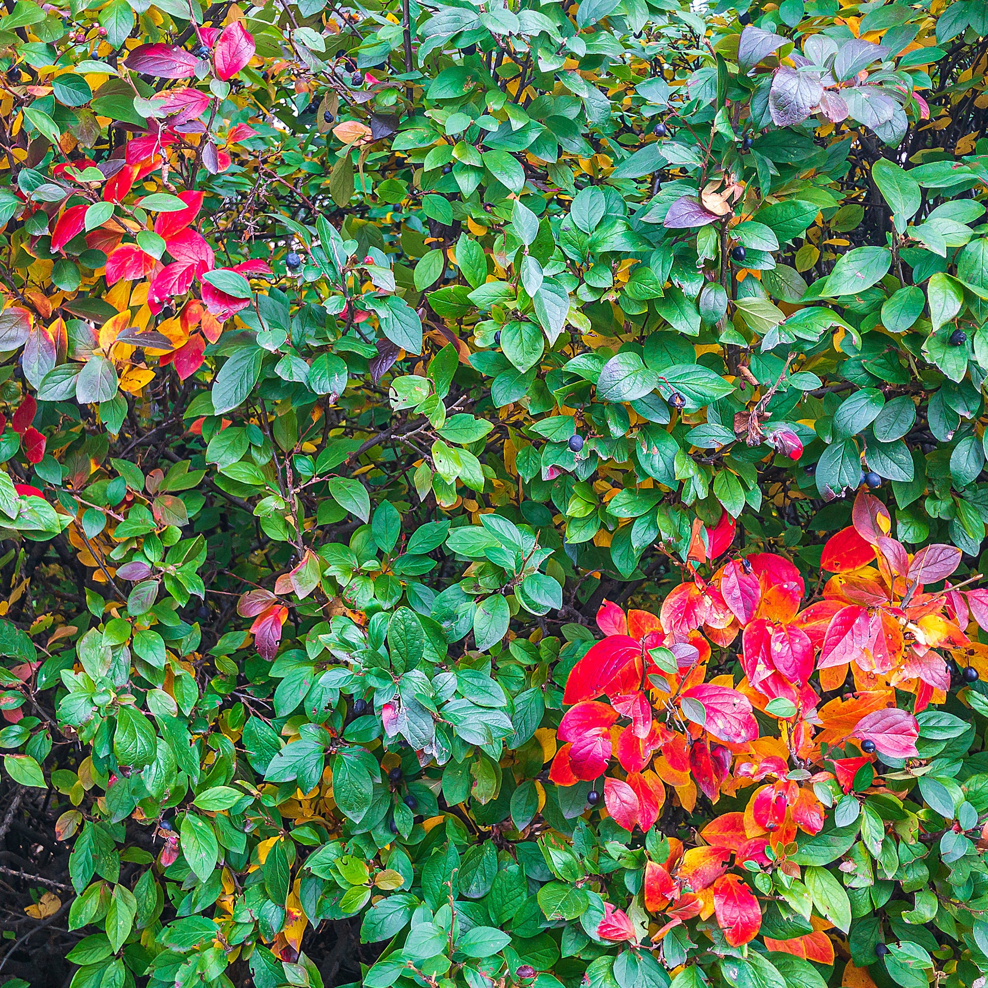 Hecken-Zwergmispel - Cotoneaster lucidus - Gartenpflanzen