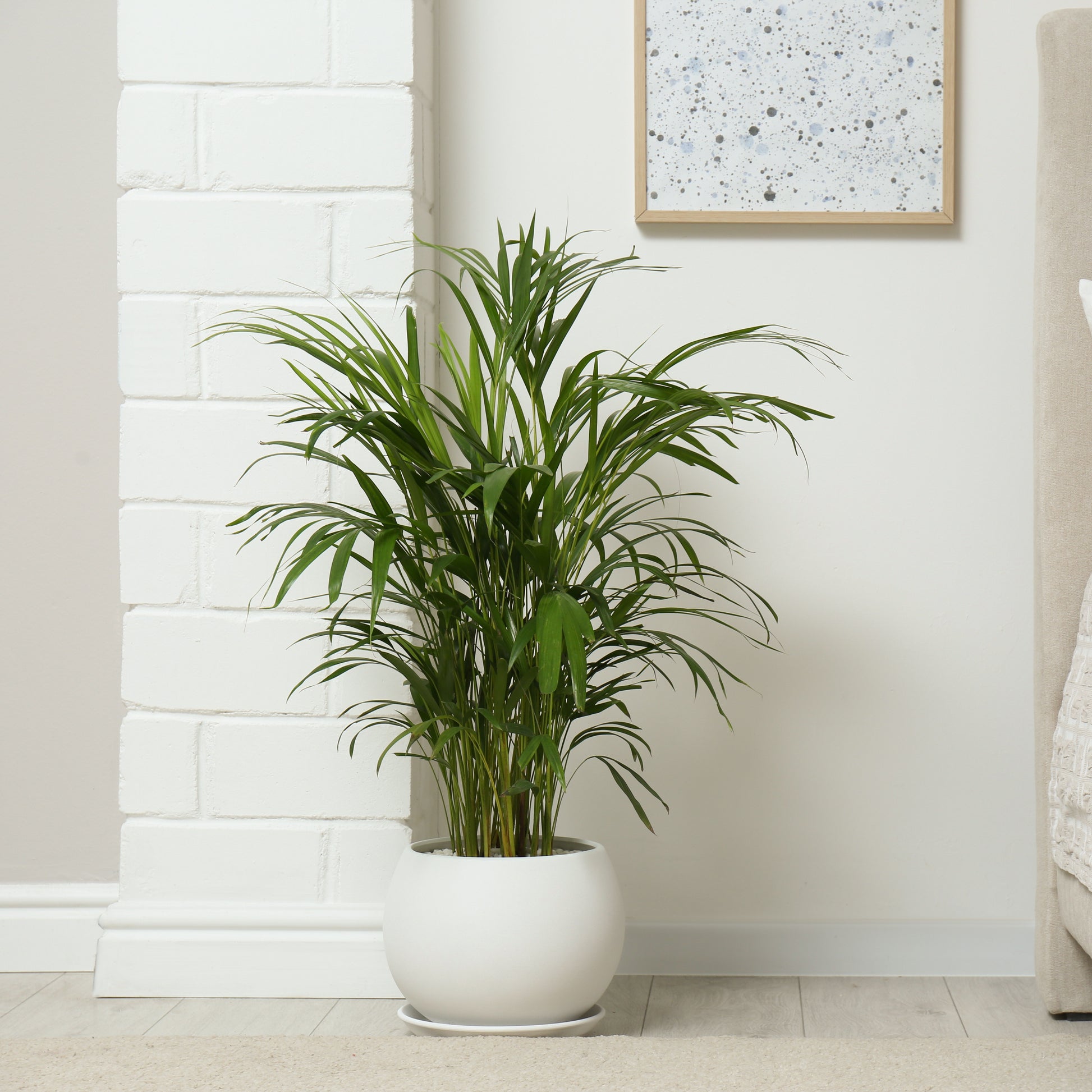 Goldfruchtpalme - Dypsis lutescens