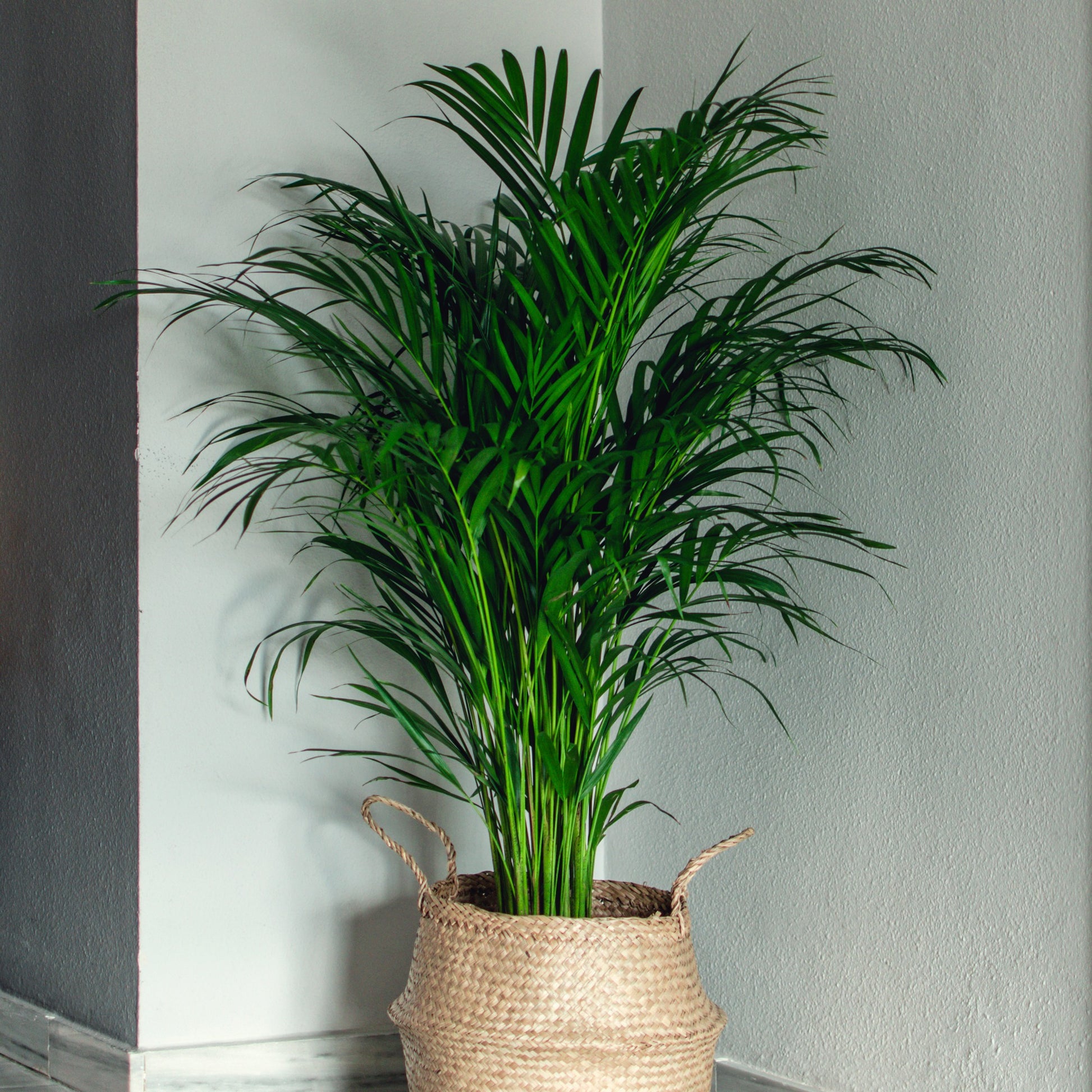 Goldfruchtpalme - Dypsis lutescens