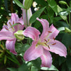 Orientalische Lilien Josephine (x3) - Lilium orientalis josephine