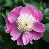 Pfingstrose Bowl of Beauty - Paeonia lactiflora bowl of beauty - Bakker
