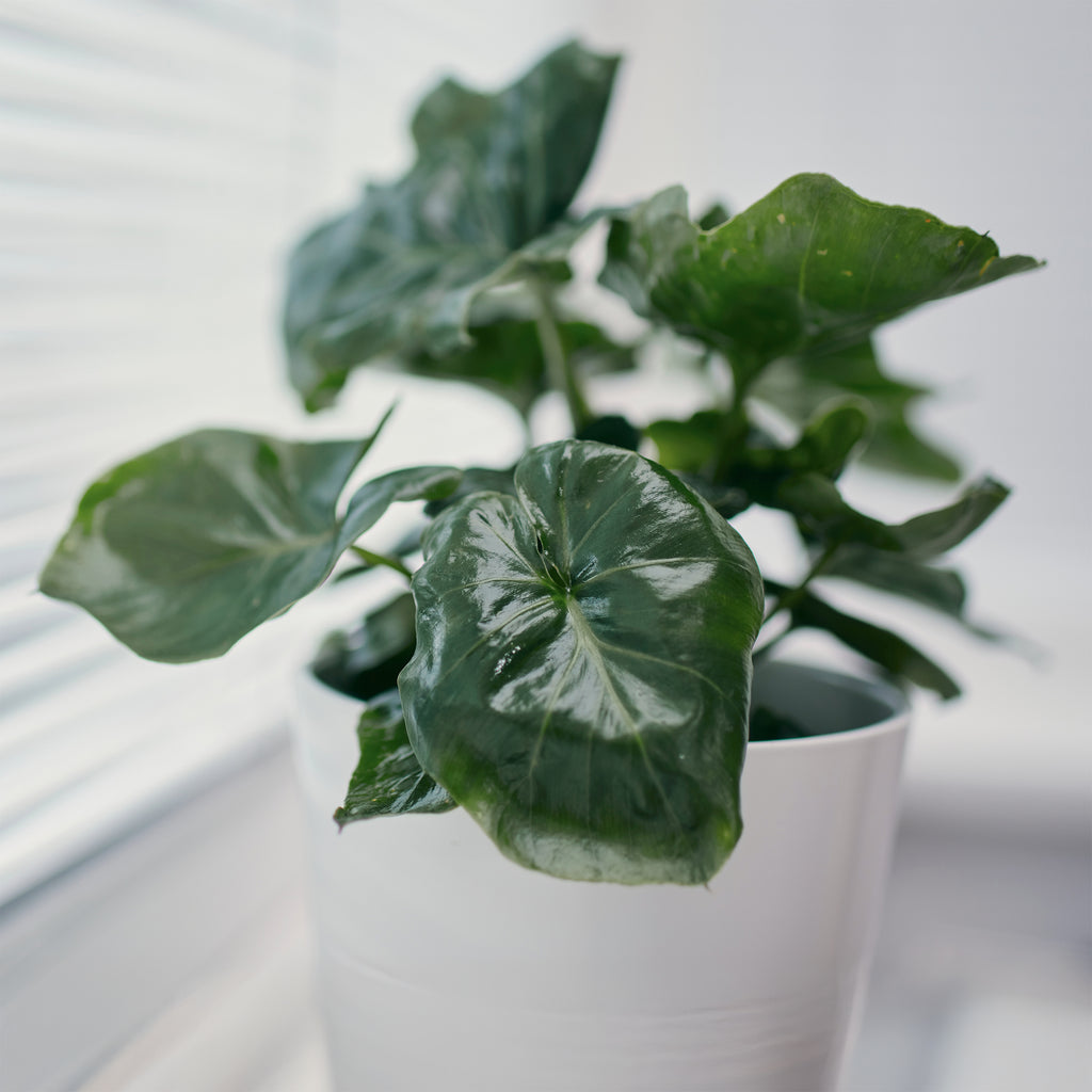 rocoto plant Rocoto Manzano – The Chilli Factory main image 0