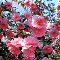 Verkauf Japanische Kamelie rosa