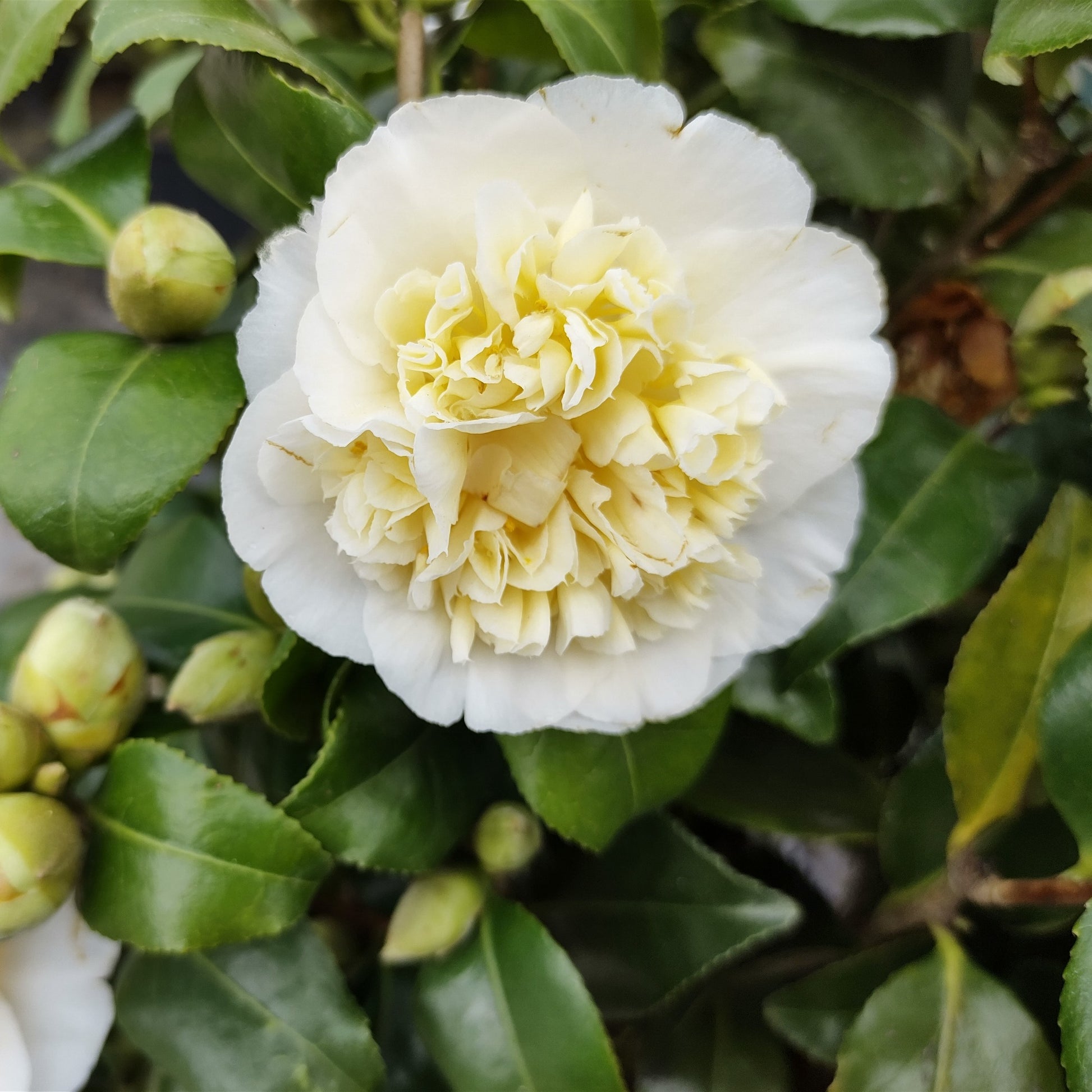 Camellia japonica Brushfields Yellow - Japanische Kamelie weiß - Kamelie