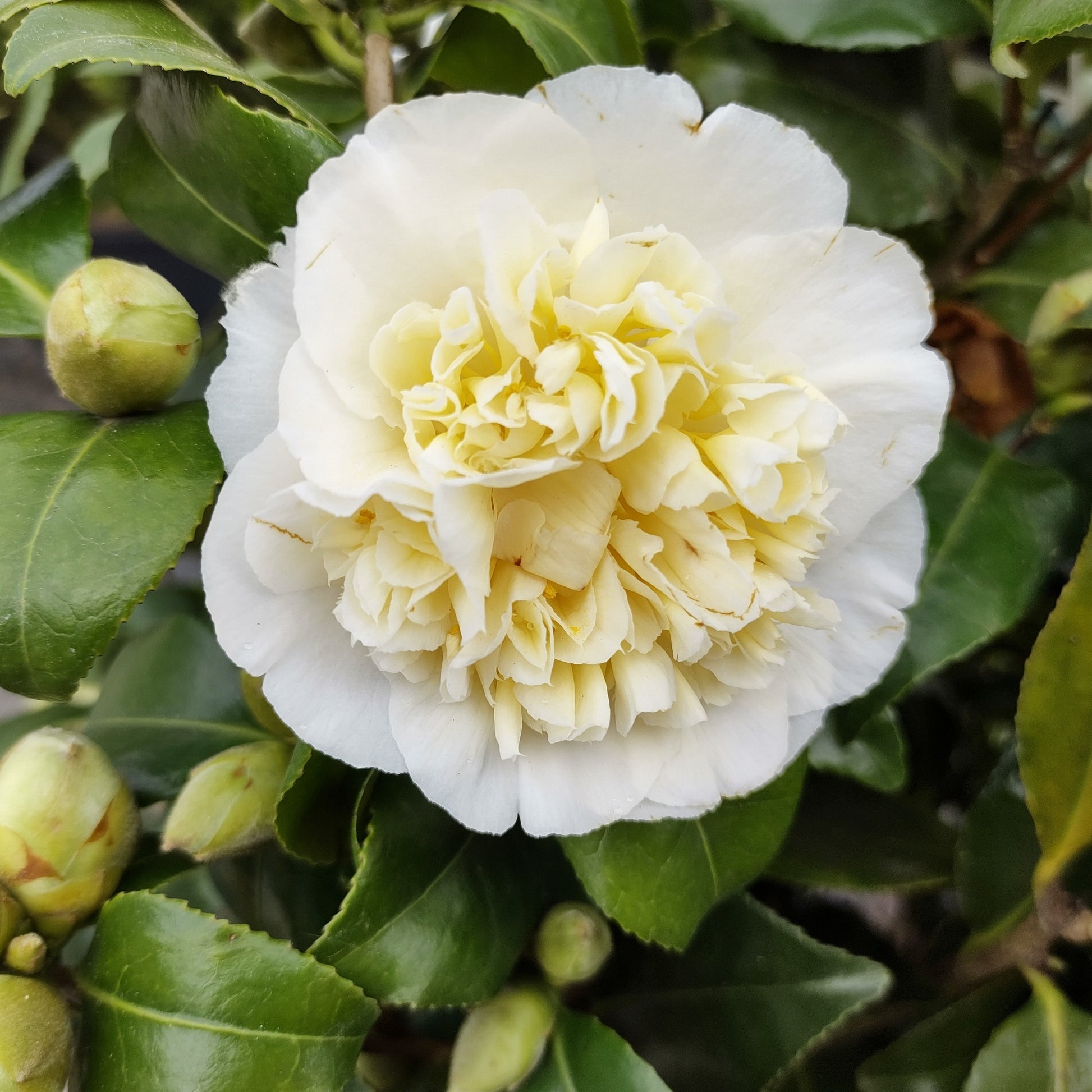 Kamelie - Japanische Kamelie weiß - Camellia japonica Brushfields Yellow