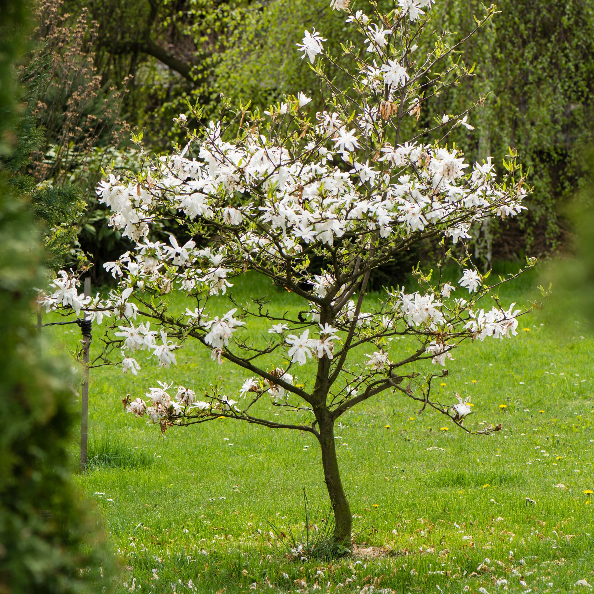 Sternmagnolie - Magnolia stellata
