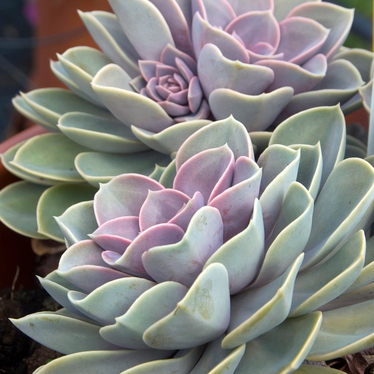 Echeveria Pearl Von Nuernberg - Echeverie ‘Perle von Nürnberg’ - Kaktus und fette Pflanze