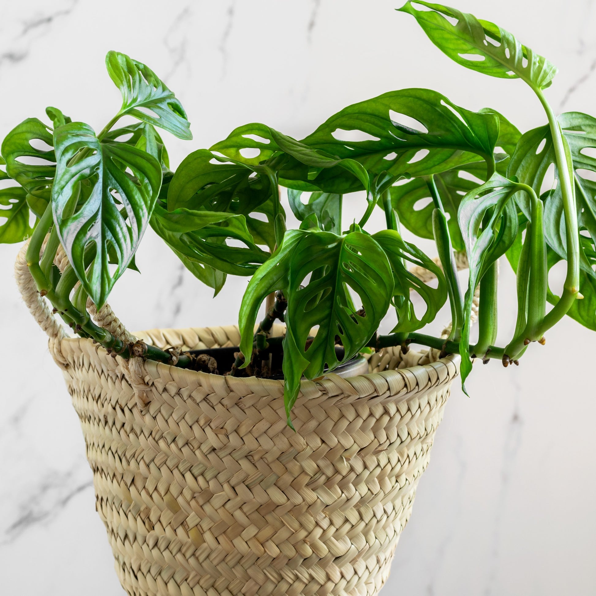 monstera monkey mask standort Topf / Ø 12cm / Lieferhöhe ca. 20cm