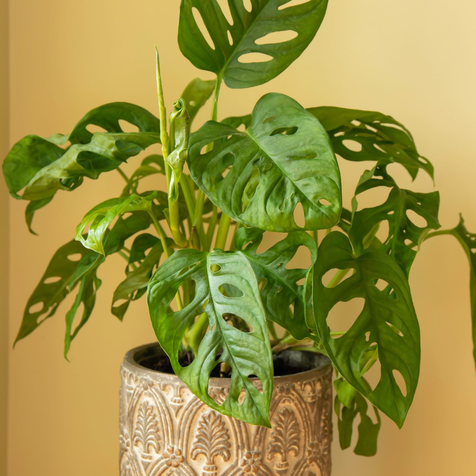 fensterblatt philodendron Topf / Ø 12cm / Lieferhöhe ca. 20cm